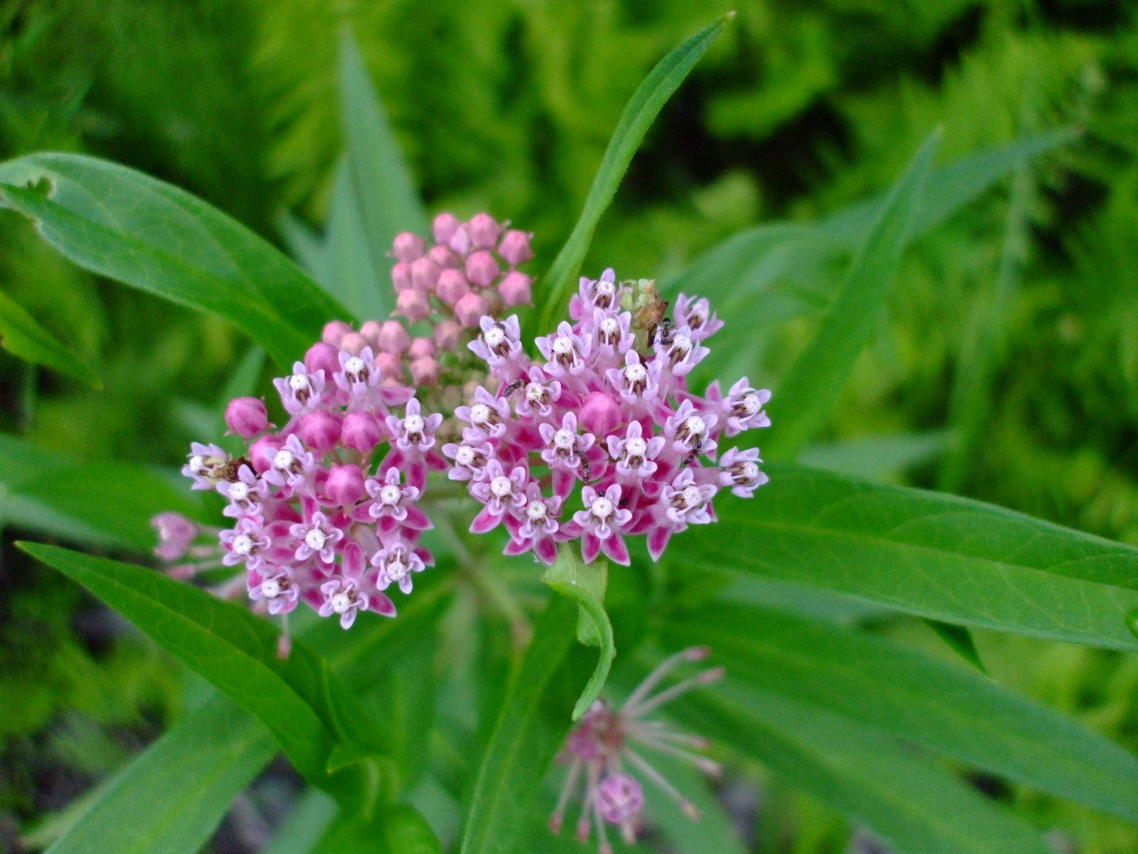 Asclepias incarnata